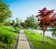 nature outdoor park and street road footpath