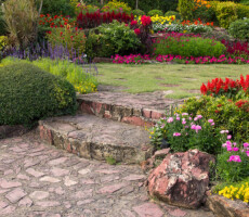 colorful flower in the garden